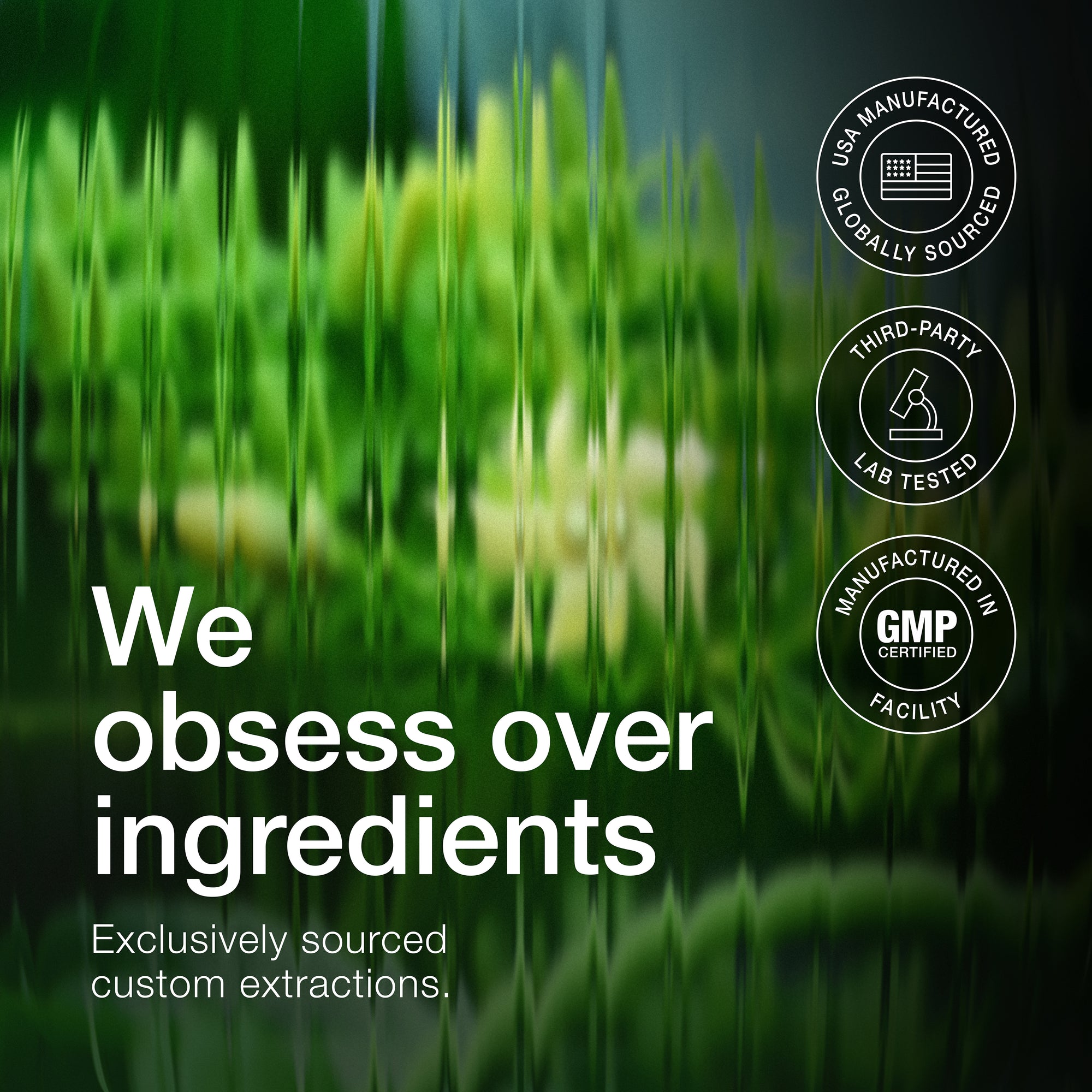 Gymnema Sylvestre 75%