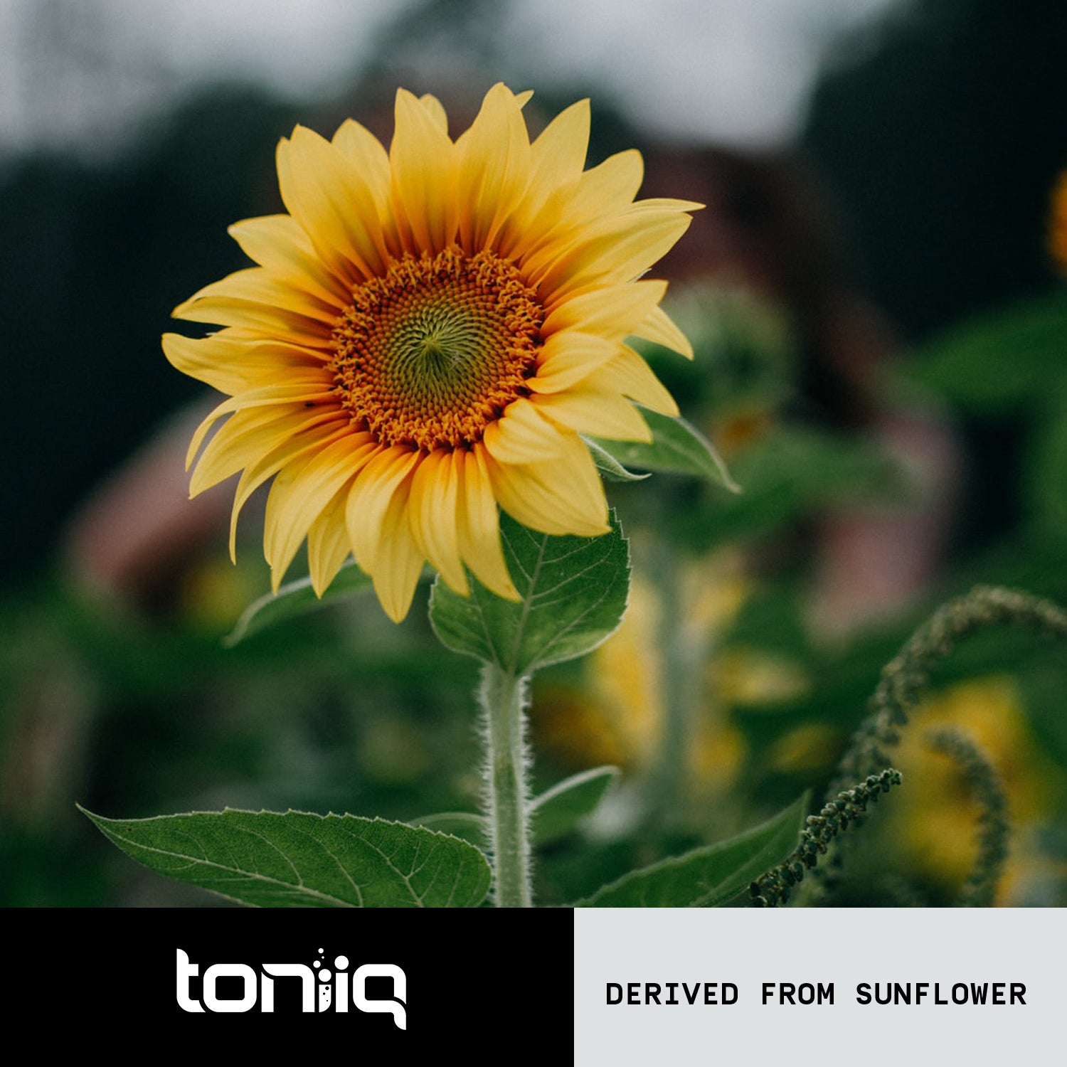 Phosphatidylserine 50%