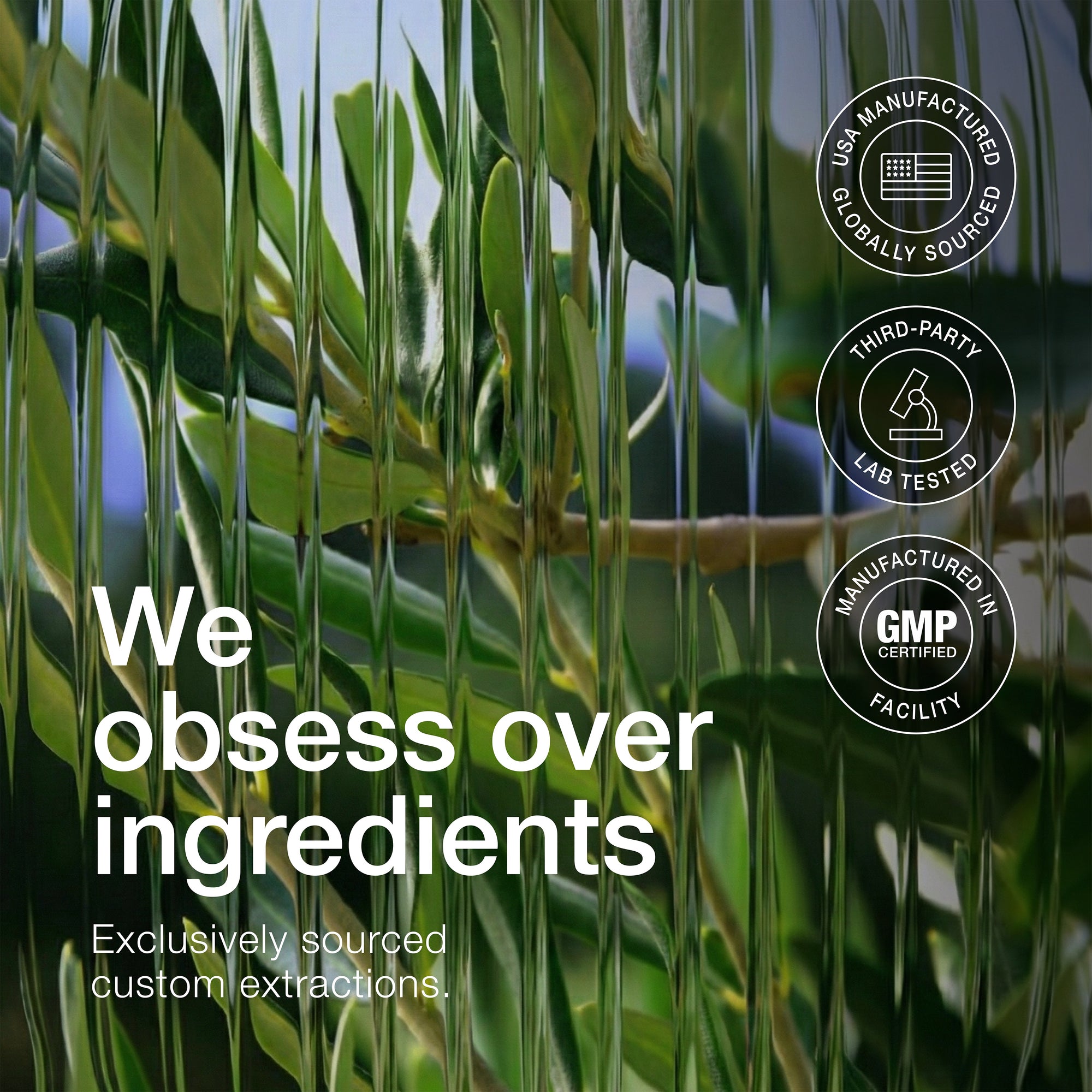 Olive Leaf Triple Extract 85%