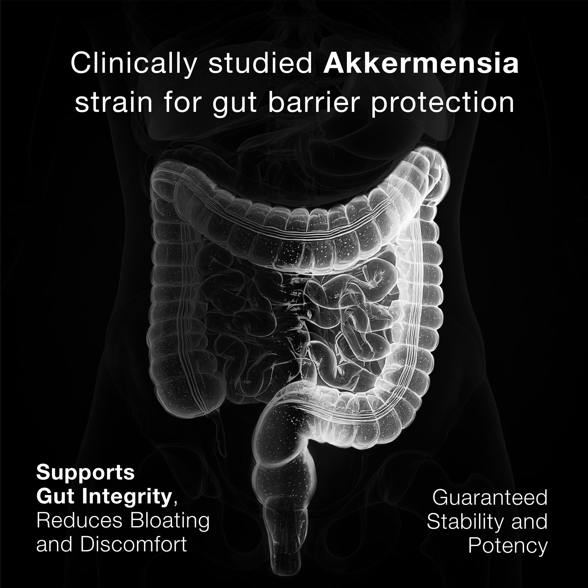 Akkermansia 10
