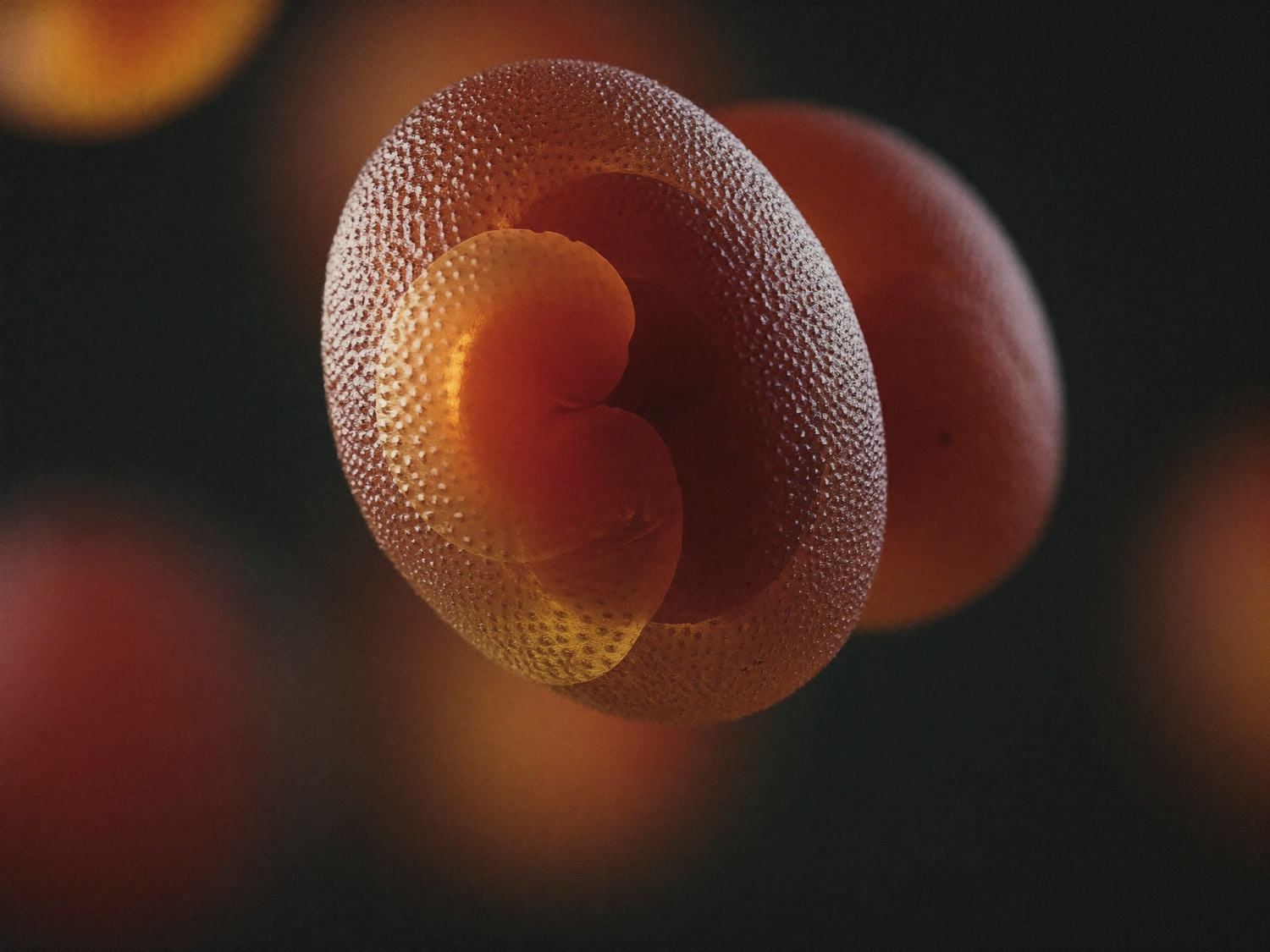 Inflammatory signalling, macro